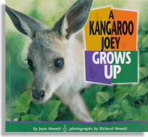 A Kangaroo Joey Grows Up