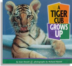 A Tiger Cub Grows Up