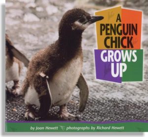 A Penguin Chick Grows Up