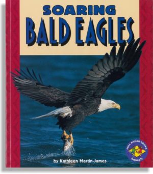 Soaring Bald Eagles