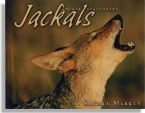 Animal Scavengers: Jackals